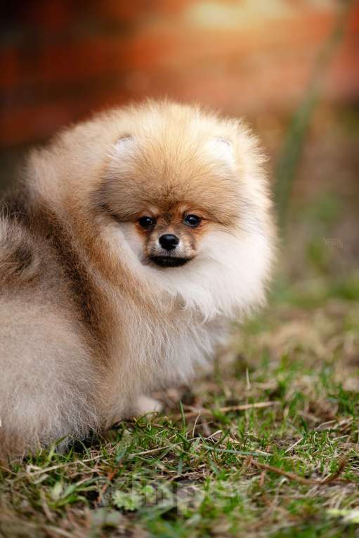 Собаки в Видном: Померанский шпиц Мальчик, 50 000 руб. - фото 4