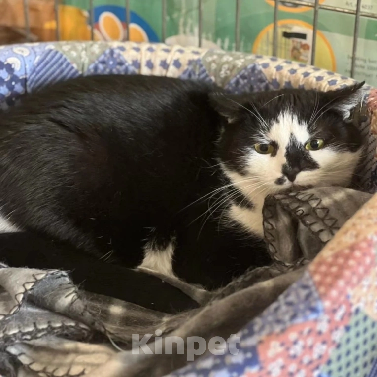 Кошки в Москве: Красивая, но никому не нужная кошечка Девочка, Бесплатно - фото 3