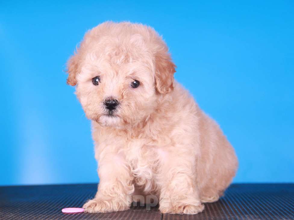 Собаки в Москве: мальтипу Ф1 щенки Девочка, 150 000 руб. - фото 9