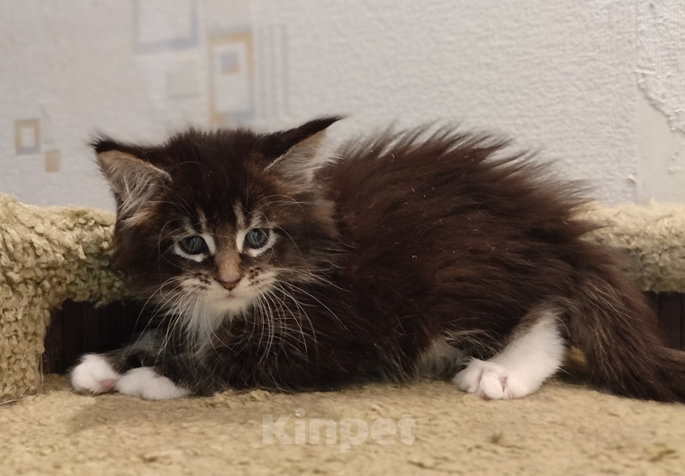 Кошки в Москве: Котенок мейн-кун Мальчик, 25 000 руб. - фото 6