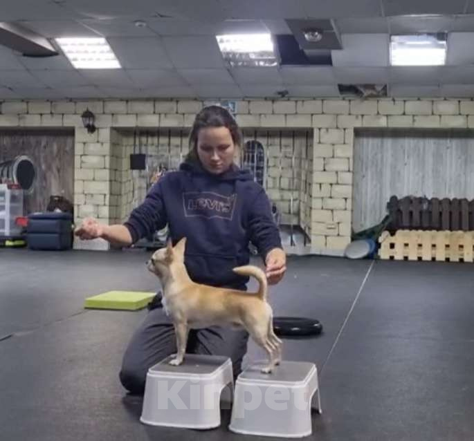 Собаки в Москве: Чихуа кобель короткошерстный  Мальчик, 90 000 руб. - фото 2