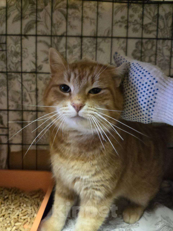 Кошки в Санкт-Петербурге: Рыжик ищет дом Мальчик, Бесплатно - фото 2