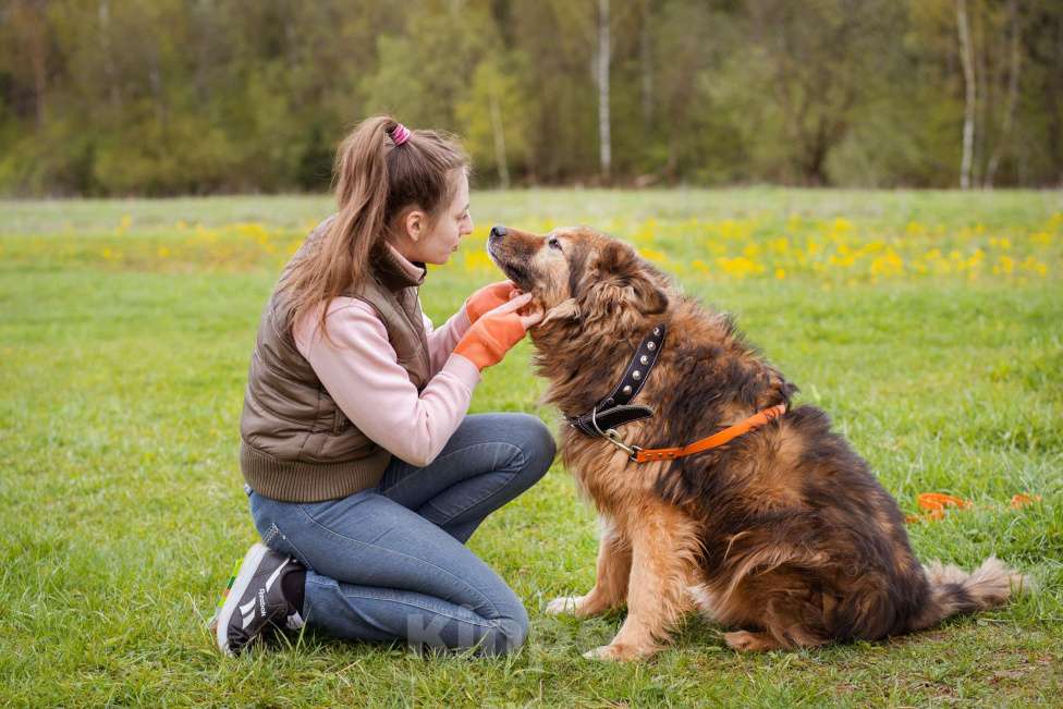 Собаки в Москве: Собака из приюта в добрые руки! Мальчик, Бесплатно - фото 4