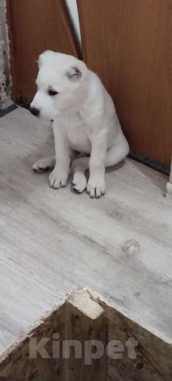 Собаки в Перми: Щенки САО  Мальчик, Бесплатно - фото 2