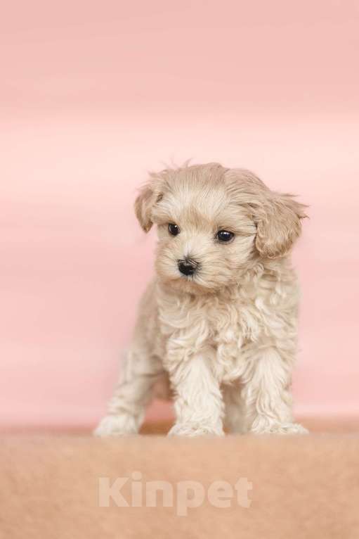 Собаки в Санкт-Петербурге: Зефирка Мальтипу ф1 Девочка  Девочка, 200 000 руб. - фото 3