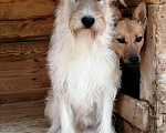 Собаки в Клине: Бэк Мальчик, Бесплатно - фото 6