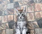 Кошки в Ливны: Мальчик мейн кун Мальчик, 50 000 руб. - фото 2