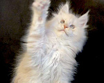 Кошки в Лянторе: Мейн кун, 26 000 руб. - фото 4