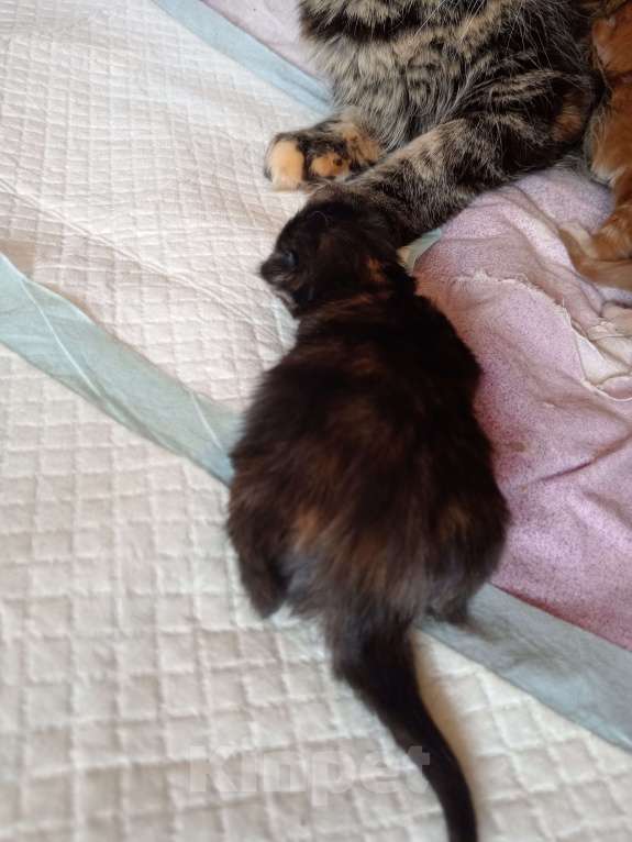 Кошки в Уфе: Мейн кун Девочка, 18 000 руб. - фото 1