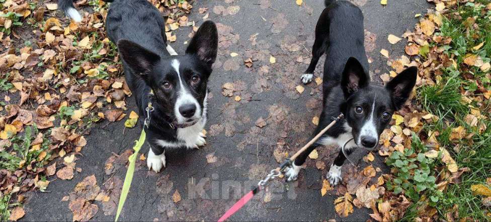 Собаки в Москве: Лизонька Девочка, Бесплатно - фото 3
