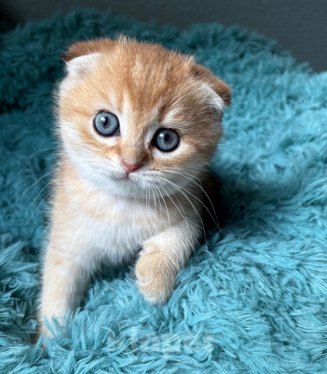 Кошки в Москве: Котик Скоттиш фолд Мальчик, 20 000 руб. - фото 1