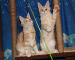 Кошки в Саратове: Кошечки мейн-кун Девочка, 12 000 руб. - фото 5