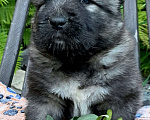 Собаки в Новосибирске: Щенок кавказской овчарки Девочка, Бесплатно - фото 1