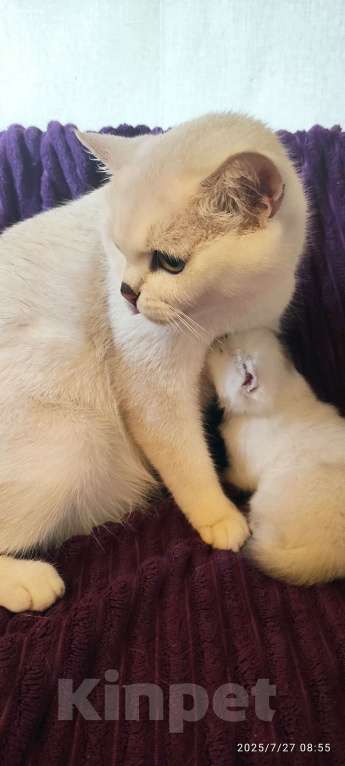 Кошки в Москве: Мальчик сердце  Мальчик, 18 000 руб. - фото 6