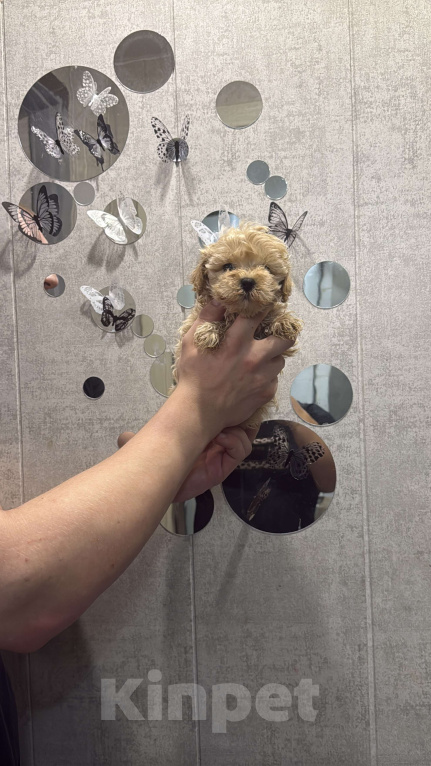 Собаки в Казани: Мальтипу F1  Девочка, 130 руб. - фото 5