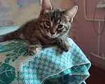 Кошки в Барнауле: Котята в добрые руки Девочка, Бесплатно - фото 3