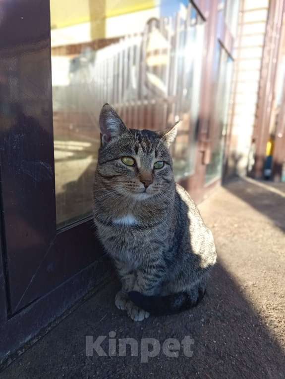 Кошки в Казани: Кот в добрые руки Мальчик, Бесплатно - фото 1