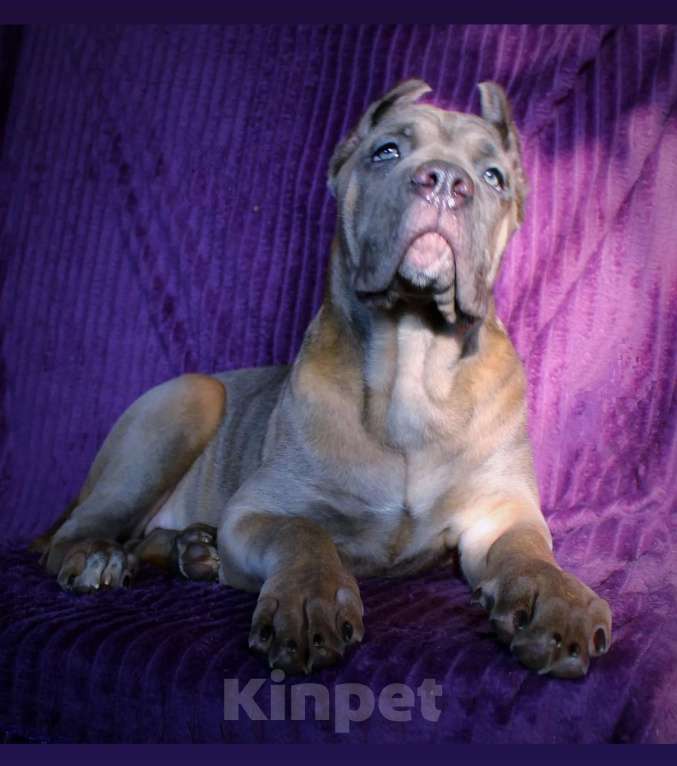 Собаки в Москве: Девочка корсо. Форментино Девочка, 120 000 руб. - фото 3