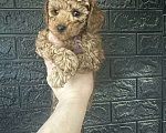 Собаки в Москве: Той пудель Мальчик, 50 000 руб. - фото 1