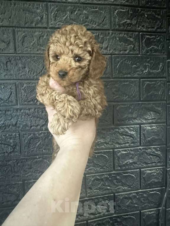 Собаки в Москве: Той пудель Мальчик, 50 000 руб. - фото 1