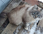 Кошки в Сергиеве Посаде: Красавчик ждёт своего человека  Мальчик, Бесплатно - фото 1