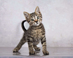 Кошки в московском: Кому милого котенка Василечка? Мальчик, Бесплатно - фото 1