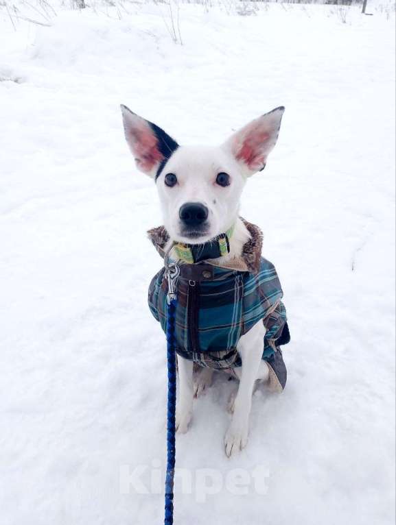 Собаки в Санкт-Петербурге: Небольшая красивая собачка ищет дом Девочка, Бесплатно - фото 3