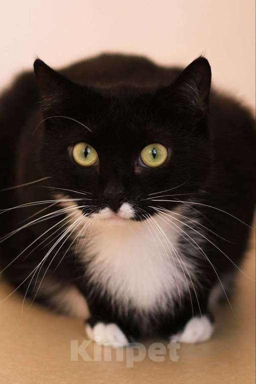 Кошки в Санкт-Петербурге: Кот ищет дом Мальчик, Бесплатно - фото 2