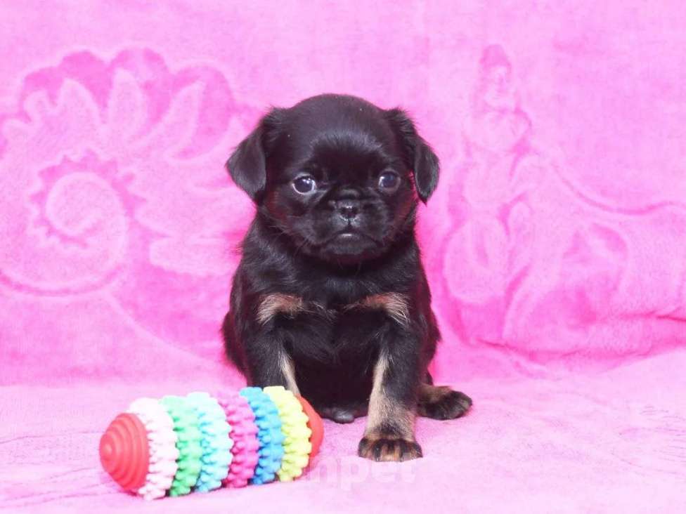 Собаки в Санкт-Петербурге: Маленький проказник Мальчик, 80 000 руб. - фото 7