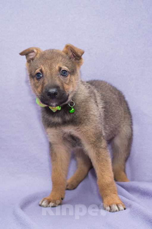 Собаки в Москве: Щенок - крошка на ладошках Мальчик, Бесплатно - фото 1