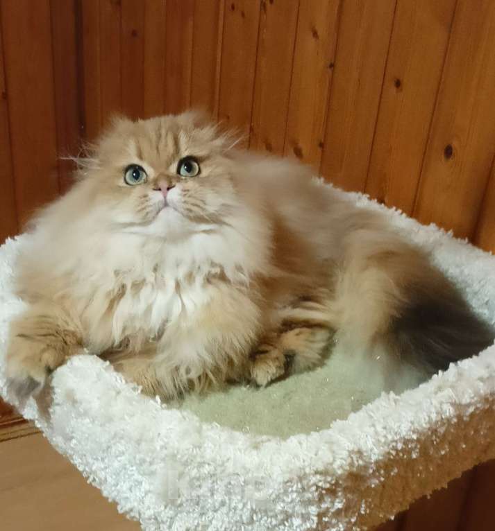 Кошки в Москве: Золотой мраморный хайленд котик Мальчик, 15 000 руб. - фото 7