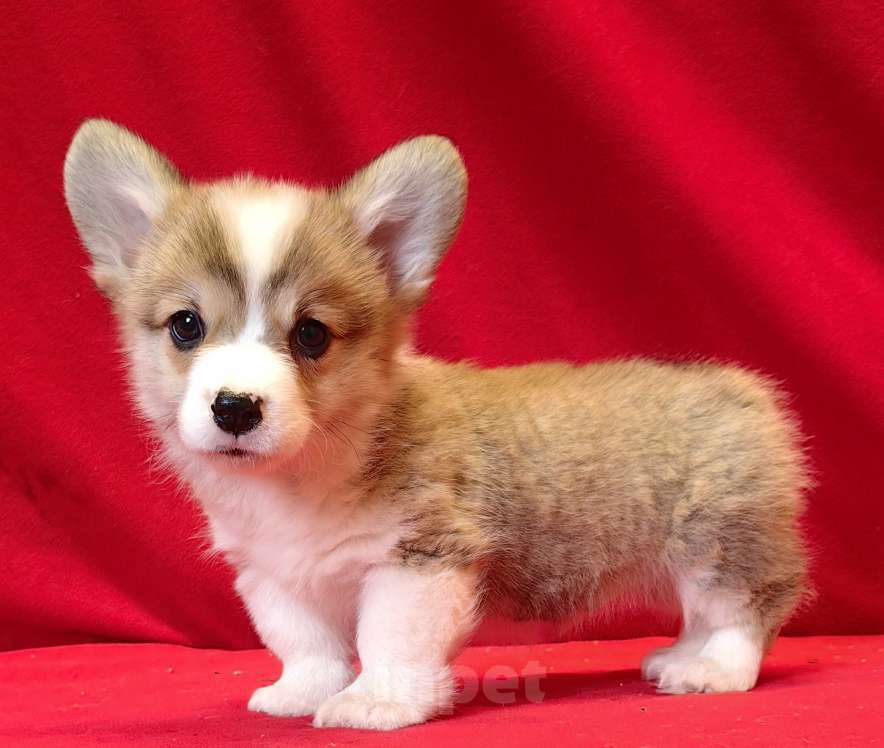 Собаки в Москве: Рыжики Мальчик, 50 000 руб. - фото 4