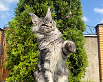 Кошки в Чехове: Мейн-кун котенок Мальчик, 60 000 руб. - фото 3