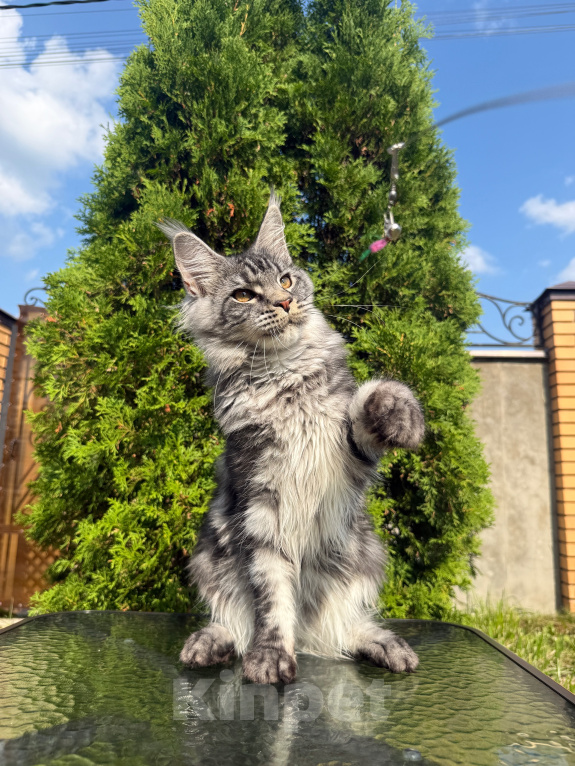 Кошки в Чехове: Мейн-кун котенок Мальчик, 60 000 руб. - фото 3