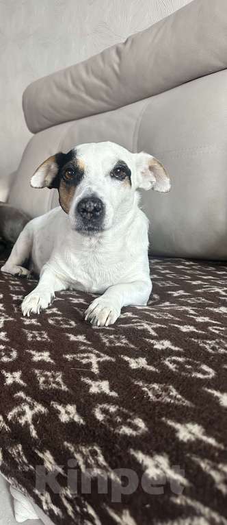 Собаки в Балашихе: Потерялась собака!! Девочка, Бесплатно - фото 1