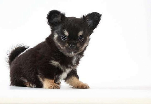 Миниатюрный мальчик