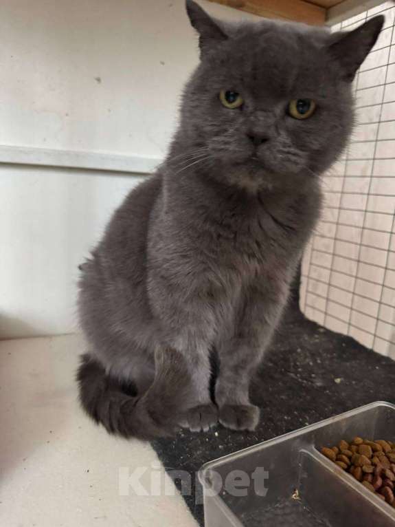 Кошки в Нижнем Новгороде: Потерялся кот 22 января , ищу кота Мальчик, Бесплатно - фото 2