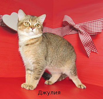 шотландская кошечка по цене кастрации