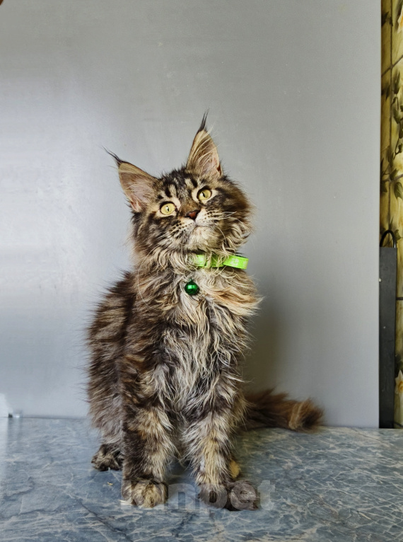 Кошки в Москве: Котёнок Мейн-кун Девочка Девочка, 47 000 руб. - фото 7