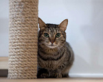 Кошки в Москве: кошка Тесса в добрые руки Девочка, Бесплатно - фото 6