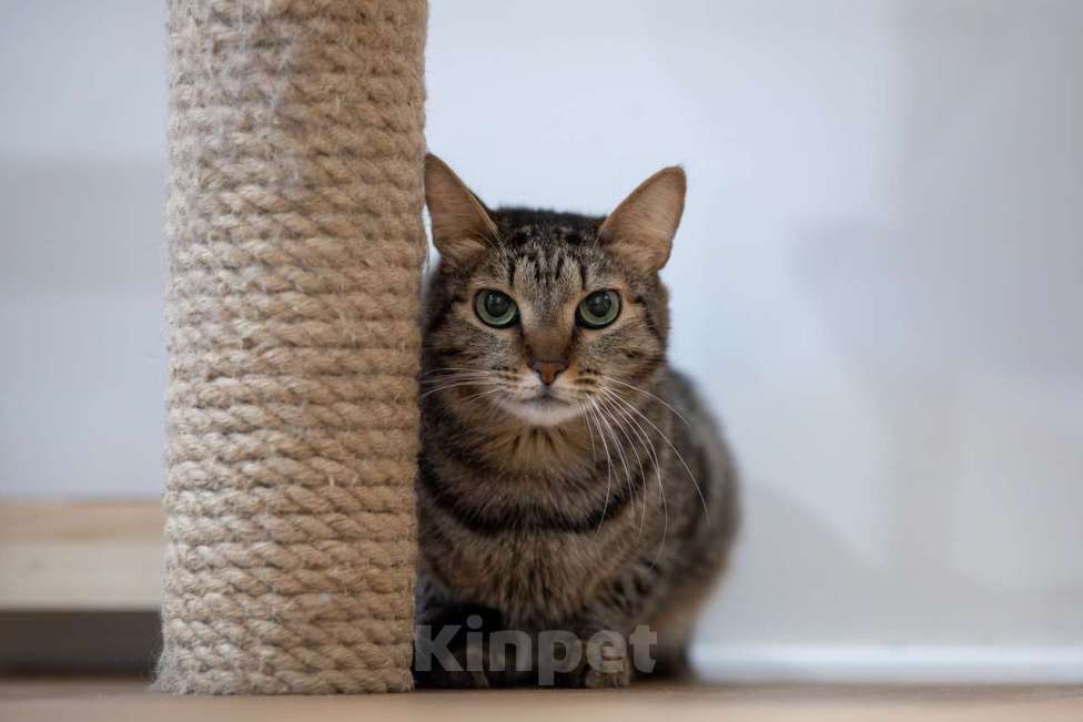Кошки в Москве: кошка Тесса в добрые руки Девочка, Бесплатно - фото 6
