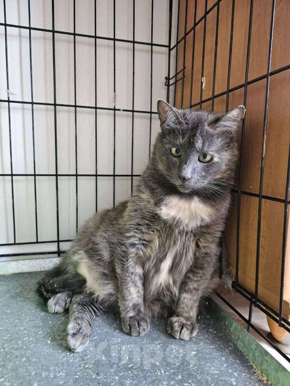 Кошки в Санкт-Петербурге: Кругленькая, смешная и очень трогательная Кася Девочка, Бесплатно - фото 3