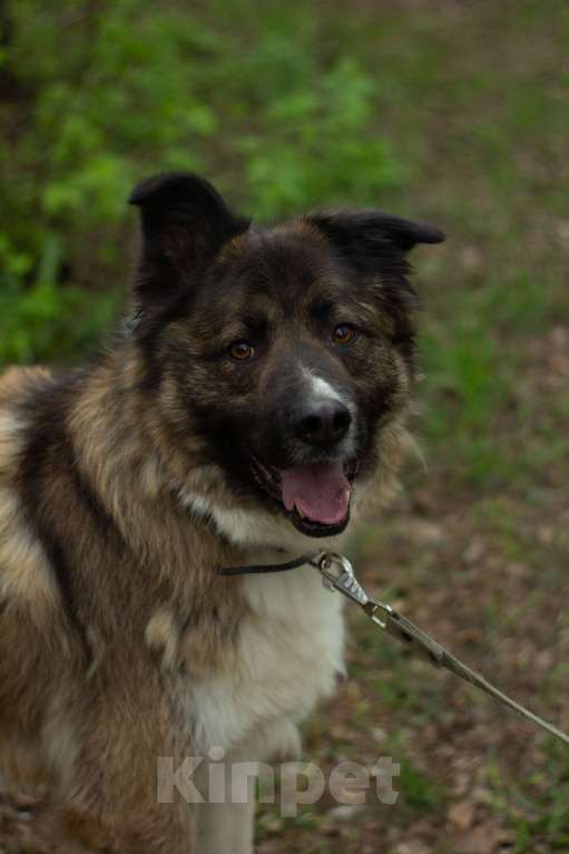 Собаки в Москве: Артем Мальчик, Бесплатно - фото 1