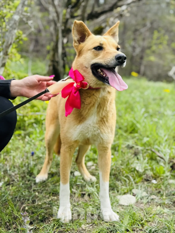 Собаки в Новороссийске: Милена ищет дом Девочка, 99 руб. - фото 4