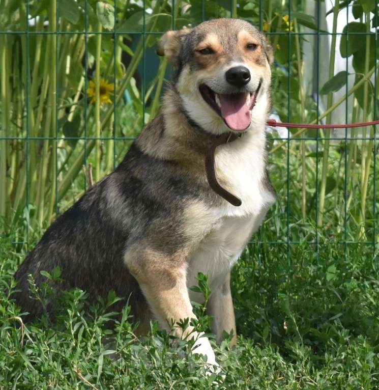 Собаки в Раменском: Чара в поисках дома и ответственных хозяев  Девочка, Бесплатно - фото 1