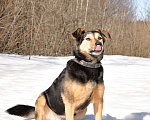 Собаки в Ногинске: Алтай -домашний пёс после гибели хозяина попал в приют Девочка, Бесплатно - фото 10