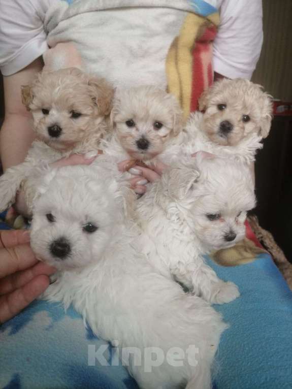 Собаки в Белгороде: Мальтипу Девочка, 30 000 руб. - фото 2