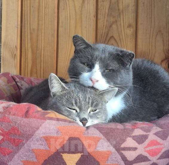 Кошки в Москве: Плюшевый Томик подарит тепло и радость в новом доме Мальчик, Бесплатно - фото 4