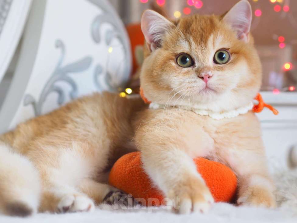 Кошки в Москве: Британский котёнок Джиган Мальчик, 120 000 руб. - фото 7