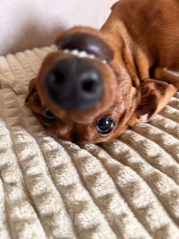 Собаки в Воронеже: Кобель для вязки❗️ Мальчик, 2 000 руб. - фото 7